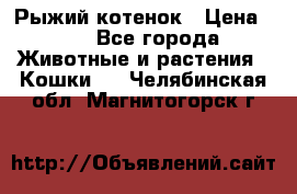 Рыжий котенок › Цена ­ 1 - Все города Животные и растения » Кошки   . Челябинская обл.,Магнитогорск г.